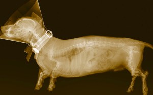 An x-ray image of a Dachshund wearing a protective cone.